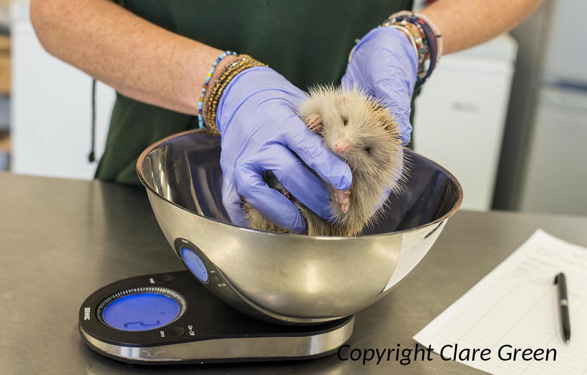 ClareGreen5's tweet photo. Maggie the Albino Hedgehog, Beautiful https://t.co/MbQXgToB02