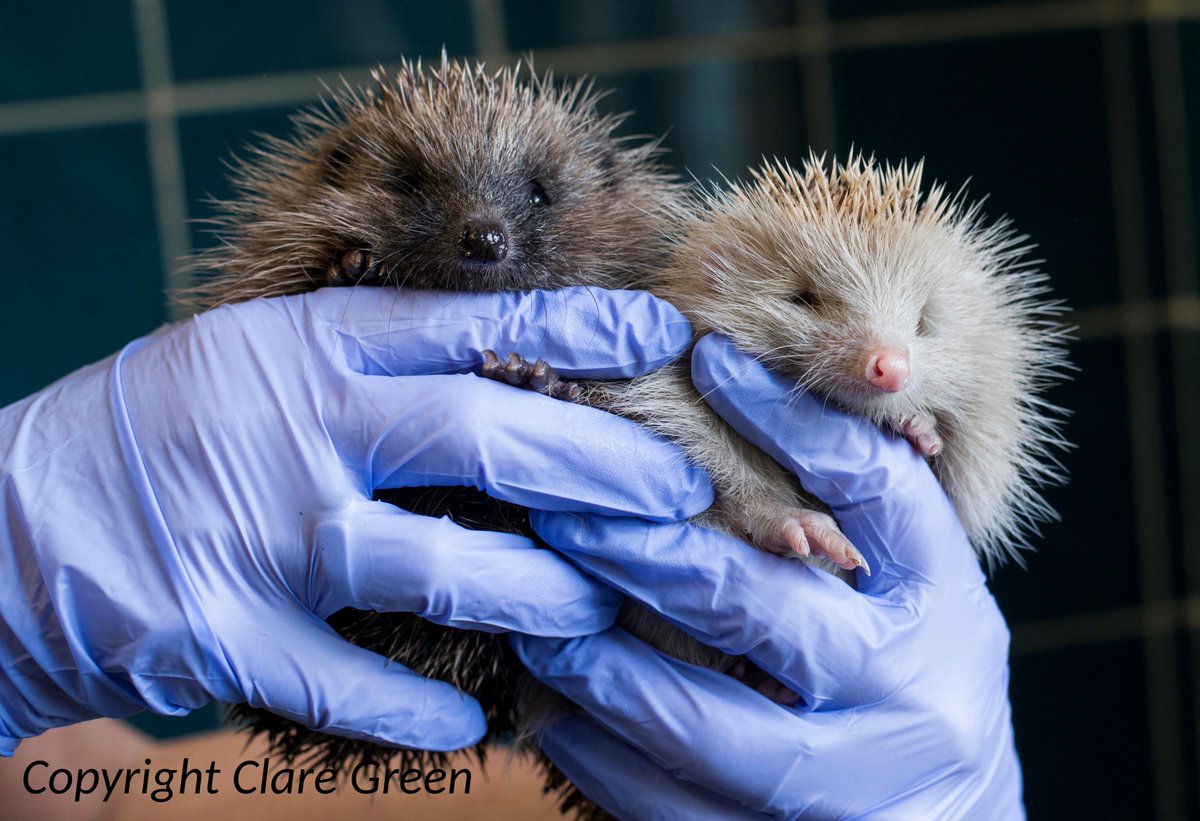 ClareGreen5's tweet photo. Maggie the Albino Hedgehog, Beautiful https://t.co/MbQXgToB02