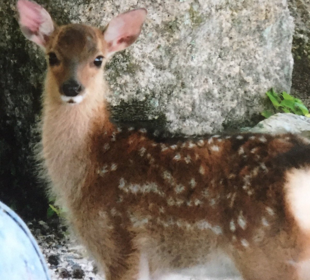 浩代 En Twitter Yukie97792755 奈良が密かな観光スポットに外国