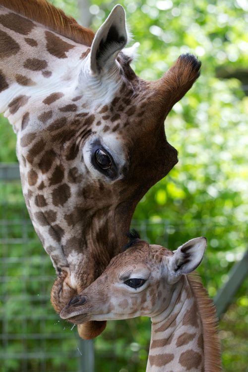 MarcLisa_Trivia's tweet photo. https://t.co/rMCdesM0T3 #Animals