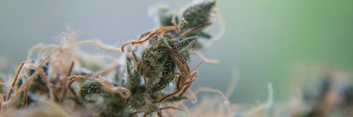 Come check out our amazing high quality meds at firstclassmedicinal.com #fcm #firstclassmedicinal #myfcm