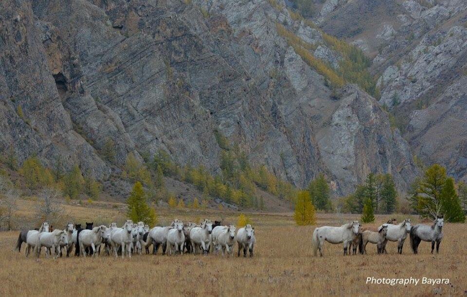 Дархадын цагаан адуу
Чингис хааны алтан ургийнхан цагаан гүүний саам хэрэглэхийн тулд цагаан адууг тусгайлан үүсгэж-