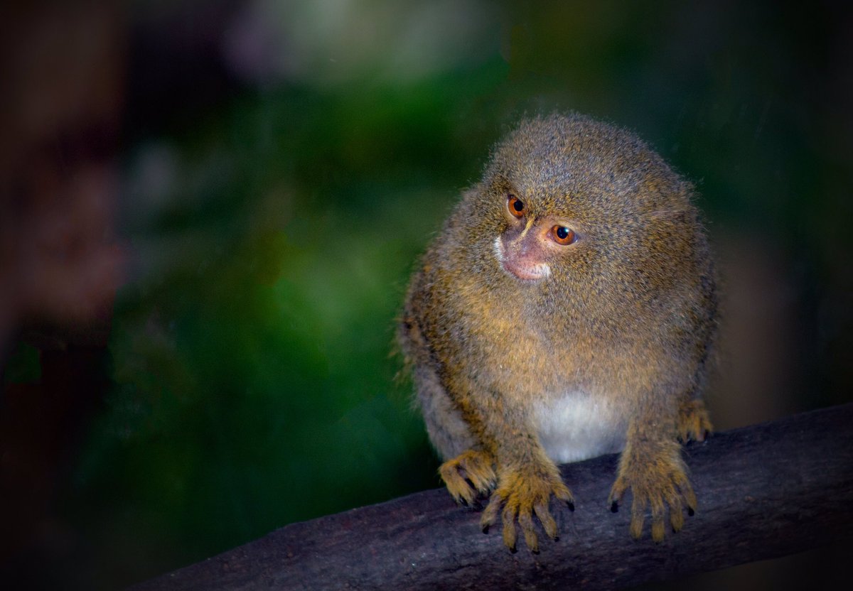 Day 231 of my #photochallenge @ShaldonZoo