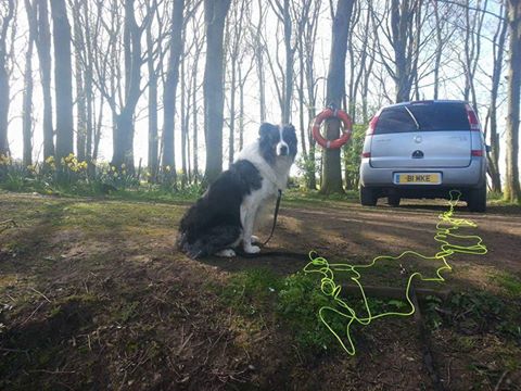SamsDogWalking's tweet photo. Please help find Shearer missing from Whitley Bay @DogsInTheNews @DogStarDaily @MetroRadioNews @newspostleader https://t.co/GLopNZ8FVu