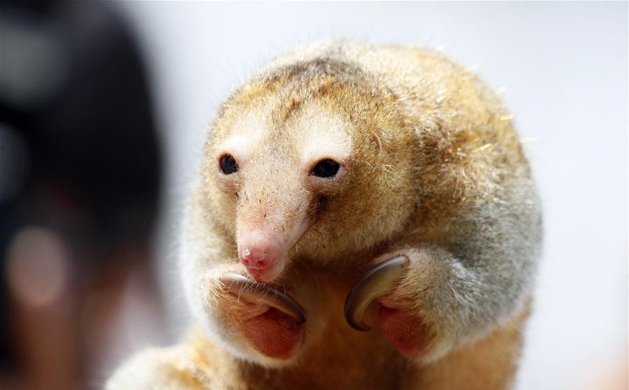Pygmy Anteater Pet
