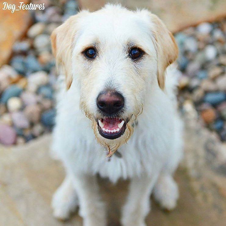 thedogeffect's tweet photo. Gorgeous pooch 🐾💛@theryleedawg .
.
#dog #labradoodle #labrador #doodle #thedogeffect #pupp… https://t.co/VxLADXsjO6 https://t.co/FA2ZGDoE6y