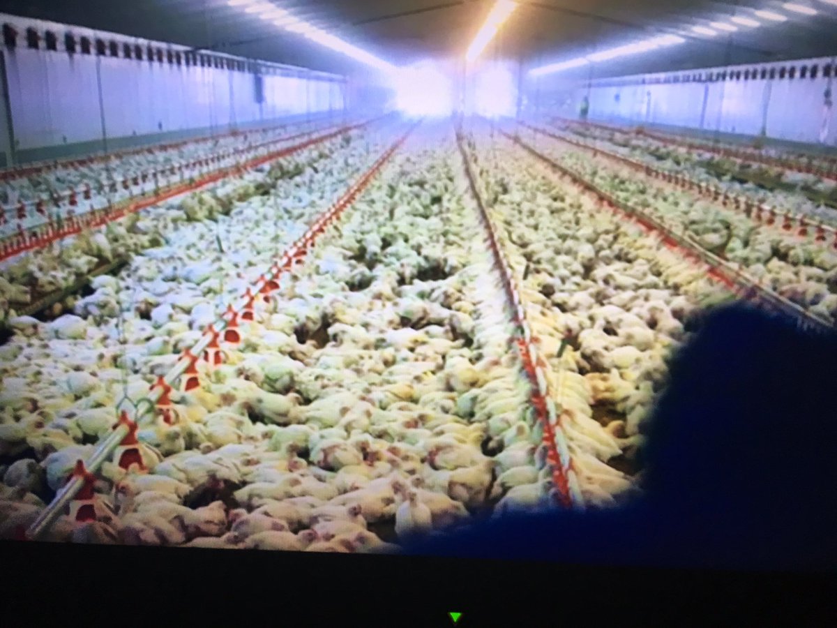 LocalFoodLoop's tweet image. Know where your food comes from. This is an RSPCA-approved commercial chicken farm. Those white things? Yup, chickens. Via @MatthewEvansFPF