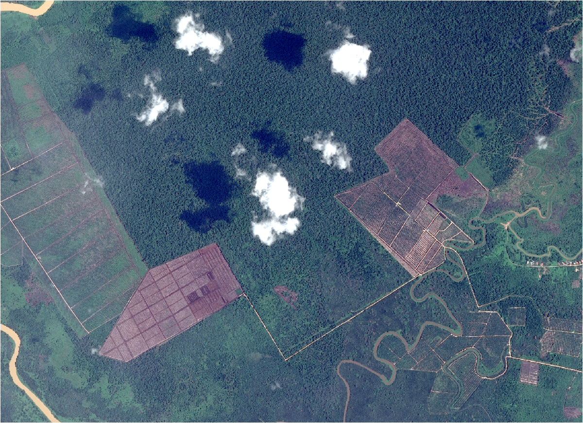 EarthwormGlobal's tweet photo. Fast,accurate #satellite #monitoring enables #companies to #verify #NoDeforestation commitments https://t.co/TlOyYeo5P2  #VerifywithStarling https://t.co/ZZEdEA5b9m