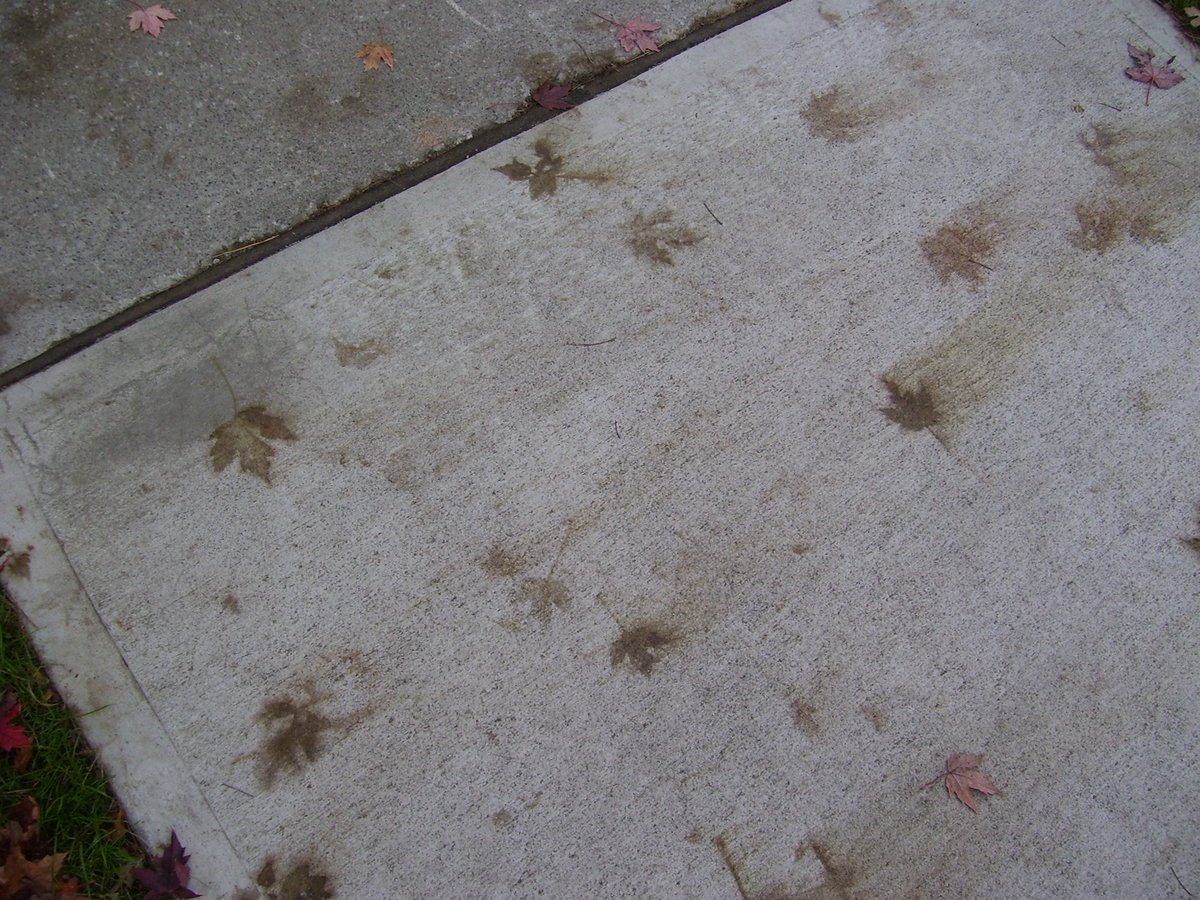 montp_vt's tweet photo. Leaf stains along Main St. in #Montp (on new concrete sidewalk panels; same sidewalk panel in each photo from different angles) #fallfoliage https://t.co/EygA757xJc