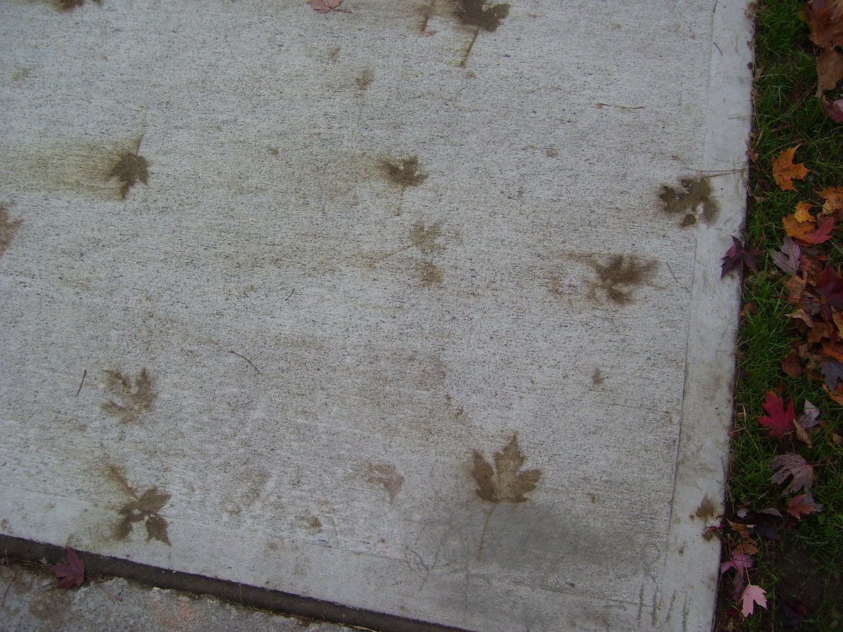 montp_vt's tweet photo. Leaf stains along Main St. in #Montp (on new concrete sidewalk panels; same sidewalk panel in each photo from different angles) #fallfoliage https://t.co/EygA757xJc