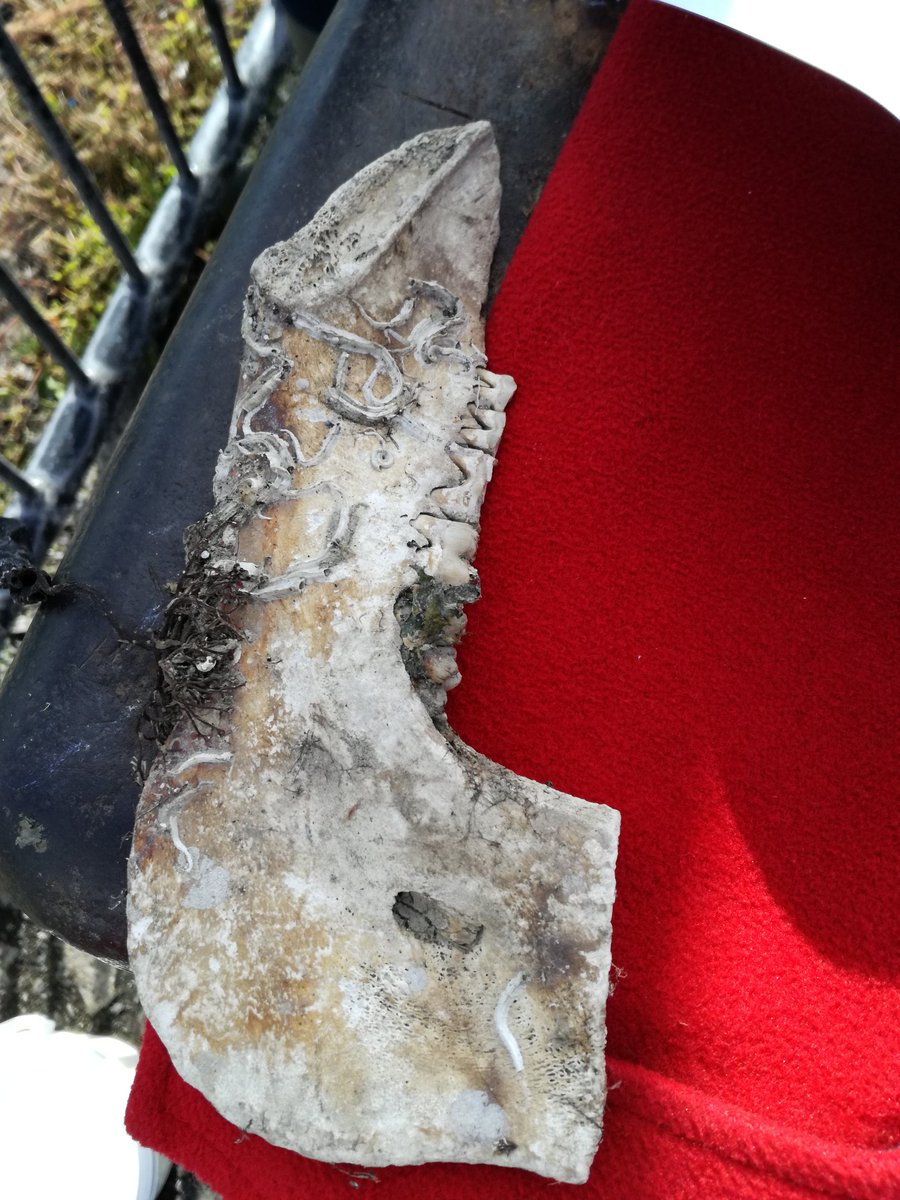 Many interesting finds from <a href="/SeaChange_EU/">Sea Change Project</a> #Crabwatch survey, including wrasse, lesser furrowed crabs, feather stars...and a skull!@thembauk