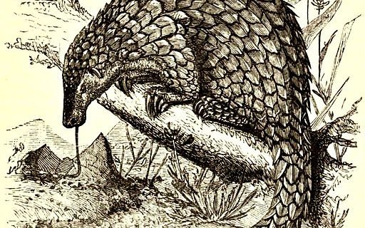 PLOS's tweet image. "How the Pangolin got its scales" @rickilewis w/ some charming animal oddities &amp;amp; adaptations #DNAScience @PLOSBLOGS plos.io/2dqlF46