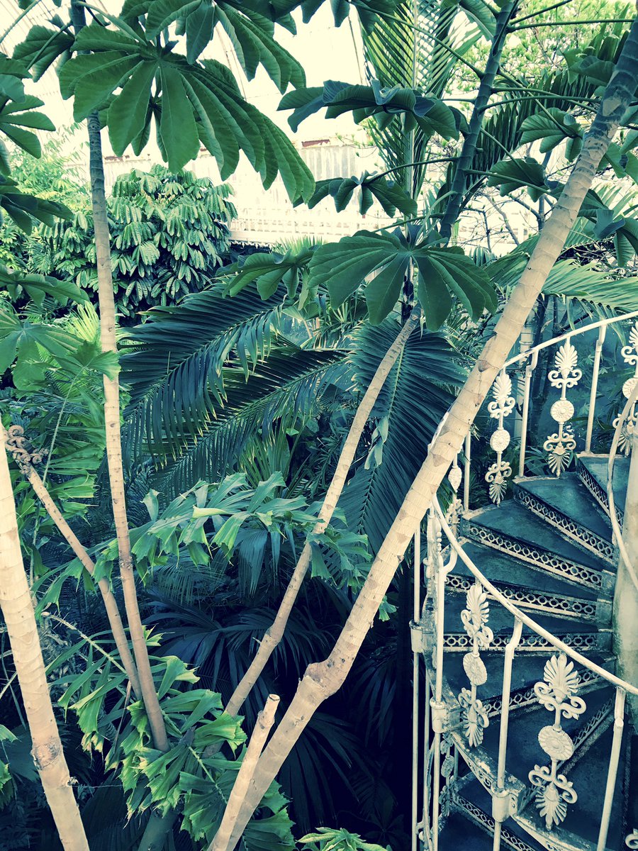 sarahgalerie's tweet photo. @kewgardens #London #botanicalweek #palm Absolutely in my element today at Kew #VictorianGardens @visitlondon https://t.co/LODfermdox