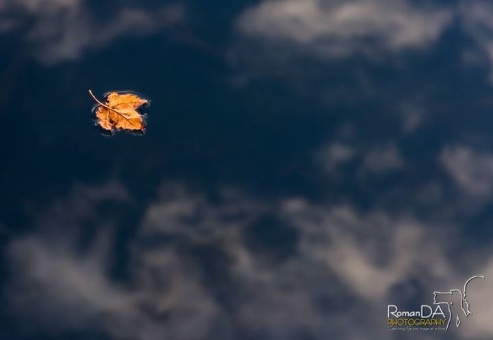 RomanDAPhoto's tweet photo. #NikonFallNC #mountains #blueridge #pricelake
Floating on a lake of clouds.
Loved the l… https://t.co/w6V8GG3Q0i https://t.co/QCFSocEiP4