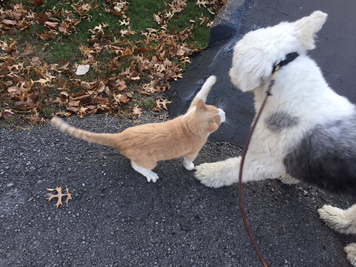 shindig_sam's tweet image. Apparently cats don't appreciate a friendly butt sniff. #somuchforfirstimpressions #overreactmuch