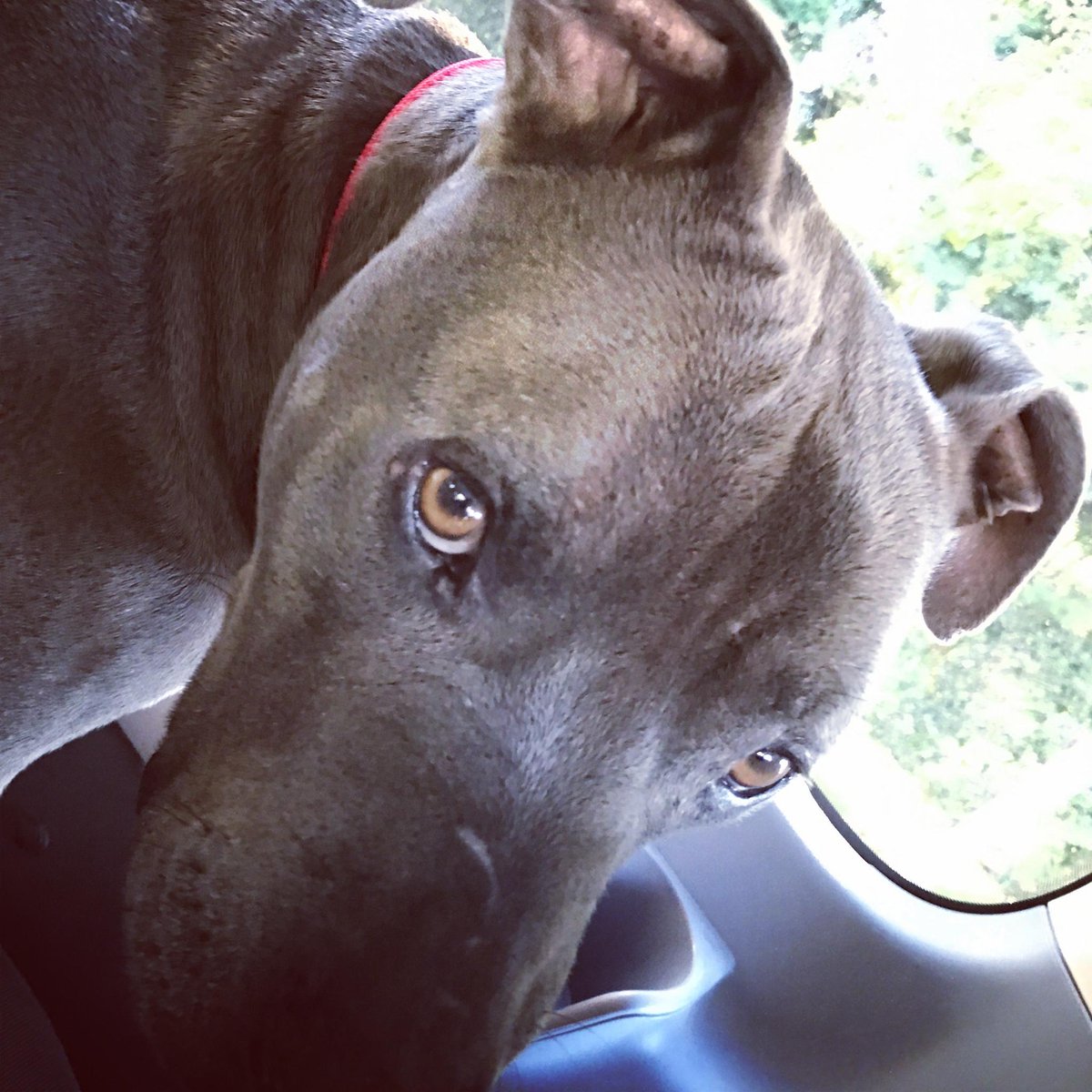 cesarmillan's tweet photo. Early morning car rides. #cmdognation https://t.co/zrMHuAyFEJ