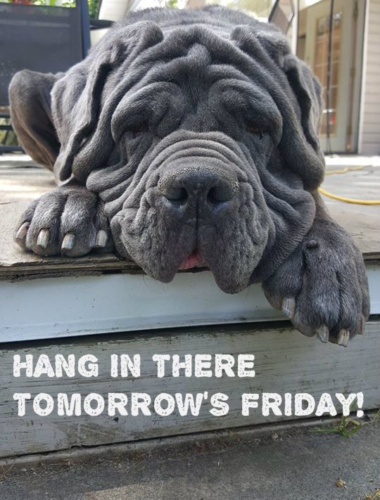 DogsofVictoria's tweet image. Connect with Victoria's dog-friendly community #yyj #follow facebook.com/dogsofvictoria/