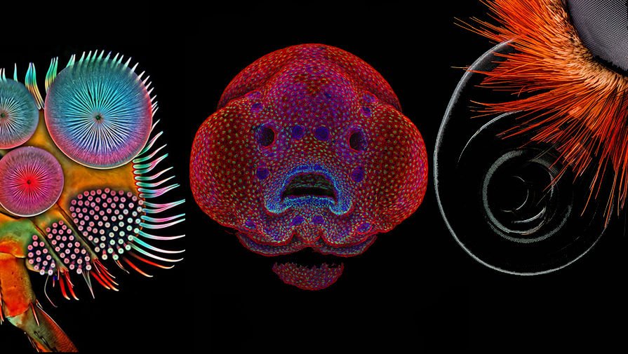 Объекты микромира. Путешествие в микромир. Микромир личинки. Микромир биология. Макромир логотип.