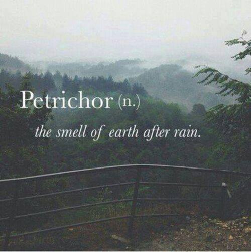 dieselbrook's tweet photo. Some people feel the rain…others just get wet. What a happy, rainy Thursday at the Dieselbrook office! https://t.co/ehPNTtpofm