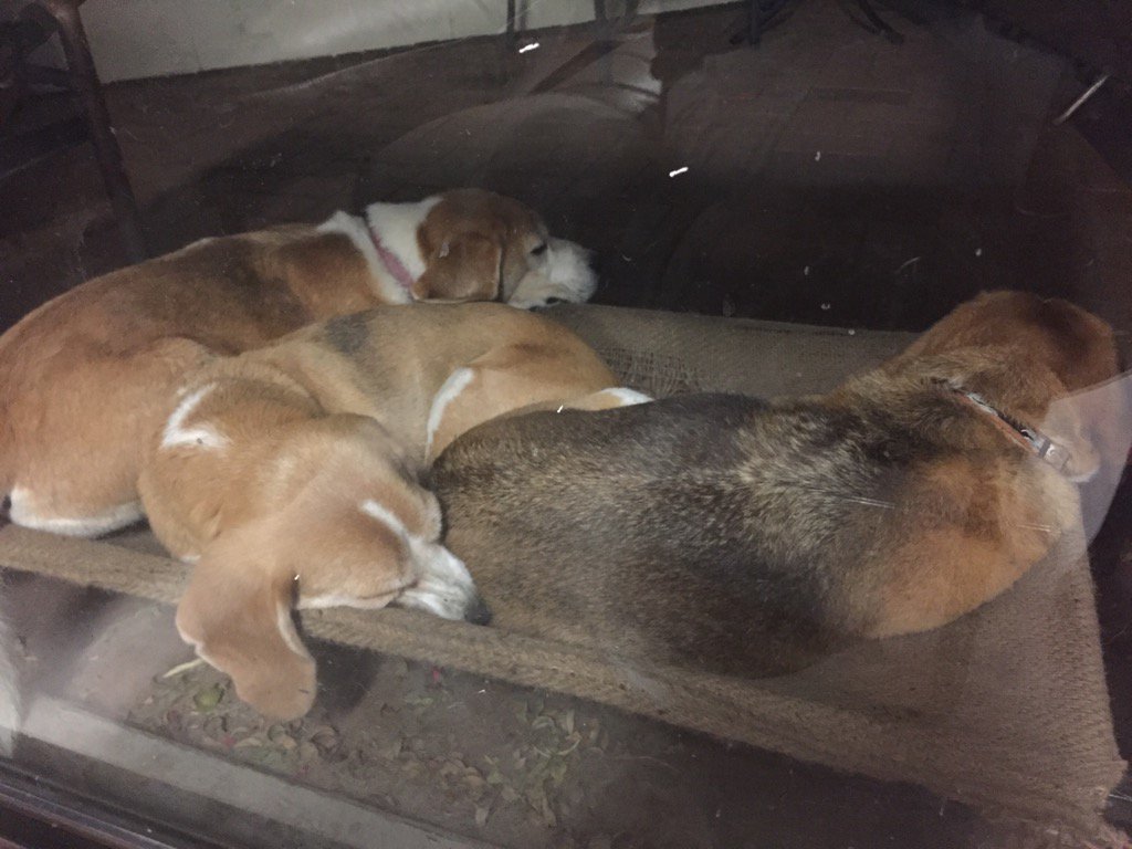 Snuggling on a hot night