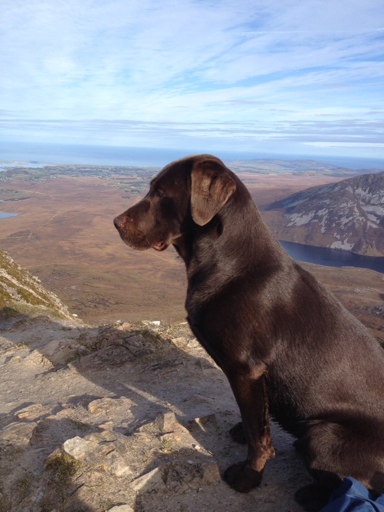 CuriousMatt's tweet photo. The best hill walking partner a man could ask for. https://t.co/DIN9GrLaXE