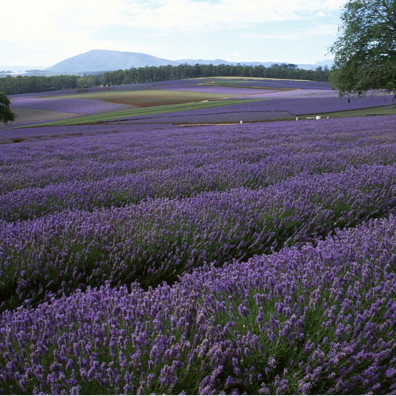Finding_Cloud_9's tweet photo. #TryItOutThursday: Lavender as an essential oil has properties that can calm your nerves and help you unwind and relax. https://t.co/Bbq7wCDj1I