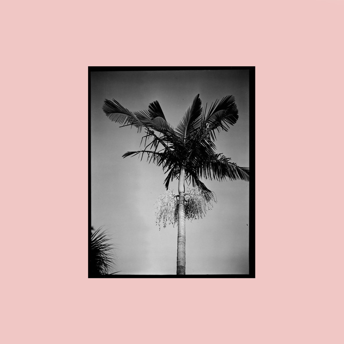 chintiandparker's tweet photo. #Chintspiration: Artfully tropical Pre-SS17 inspiration from Helmut Newton's palms.
#chintiandparker #PreSS17 #womenswear https://t.co/HWHLo9bCWX