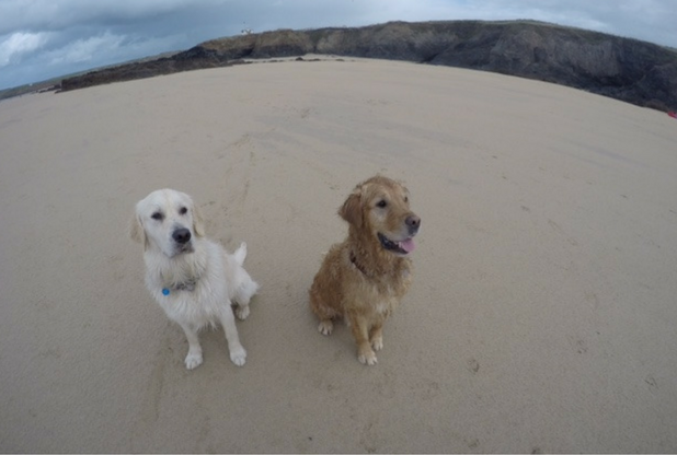 DroneIndustries's tweet photo. Ever put your GoPro on your dog? It looks Paw-some! 🐶  :: https://t.co/4JHKHZMzc8 https://t.co/3BBA11vBU2