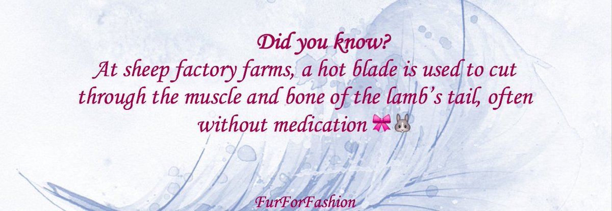 FurForFashion's tweet photo. 🎀🐰#FurForFashion #AnimalCruelty #Vegan #Animals #BloodFashion #EthicalFashion https://t.co/wUbNYSQKIP