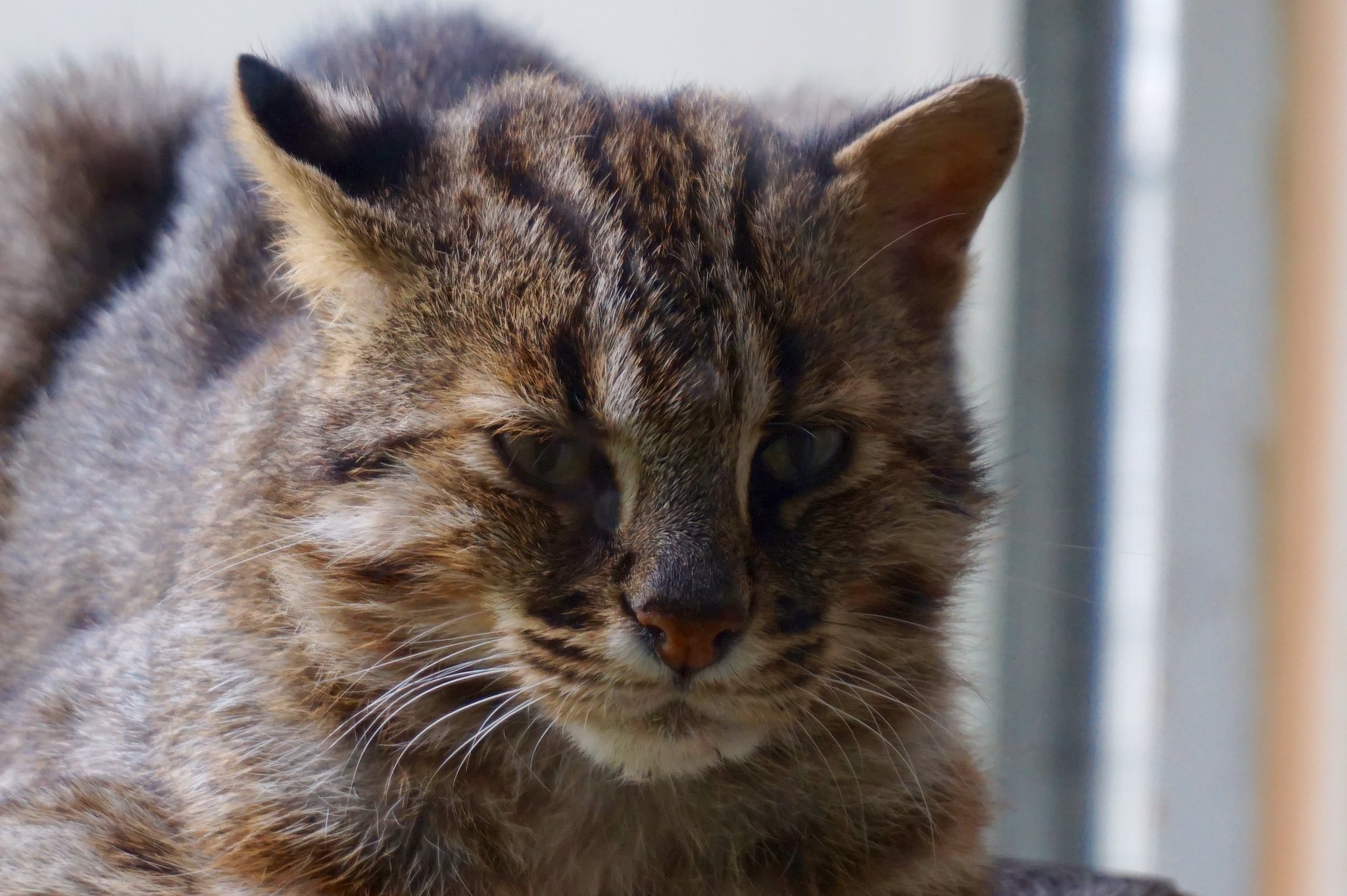 最高のマインクラフト 元のヤマネコ 種類