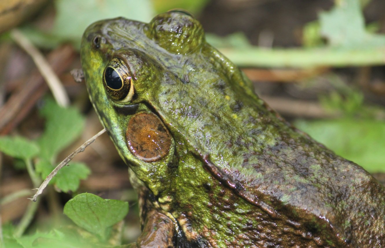 Credit Valley Conservation on X: "A #frog's ear is called tympanum (behind  the eye) if the tympanum is larger than the frog's #eye, it is male; if  it's smaller, it's female! https://t.co/XZN6ukUYTh" /