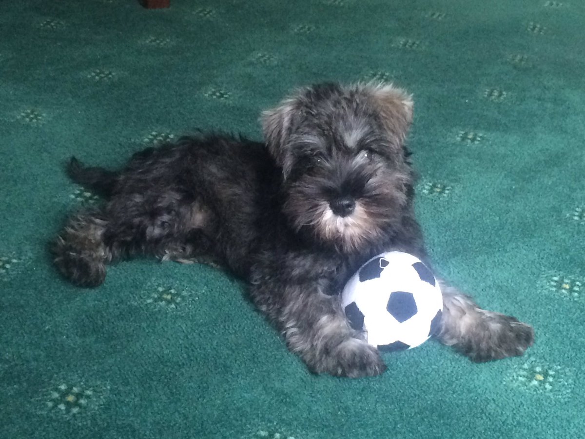 WeeGrowl's tweet photo. Staying at my gran's house, last night I introduced my owners to zoooooooooming #SpeedyBoy Here I am being angelic with my ball ๐พ๐๐ถ๐โฝ๏ธ https://t.co/U6JXS2iNAn