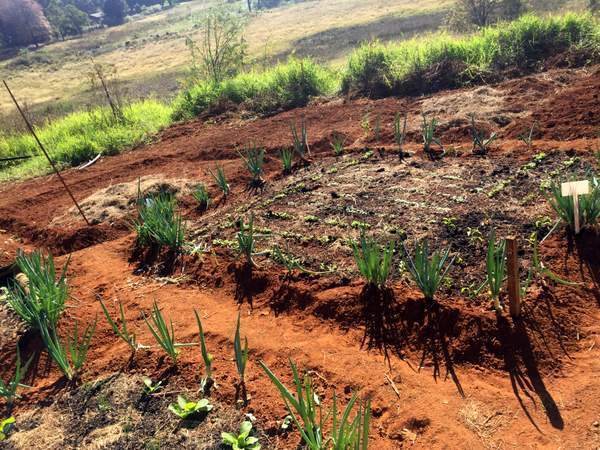 UN_CFS's tweet photo. Organic solutions to climate change - our latest blog post from #CFS43 social reporters https://t.co/ynxPx4QMLI https://t.co/uncpi0Ul6b