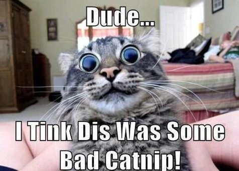 Stash_SA's tweet photo. Hahaha! Check this little guys face. Hang in there guys, its ALMOST Friday :D https://t.co/eui6qbMS3I