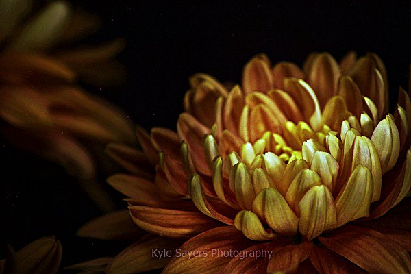 kylemsphoto's tweet photo. New Image: "Orange Bloom" #KyleSayersPhotography https://t.co/ZoweKGFyUv https://t.co/PcRYw4ftUi