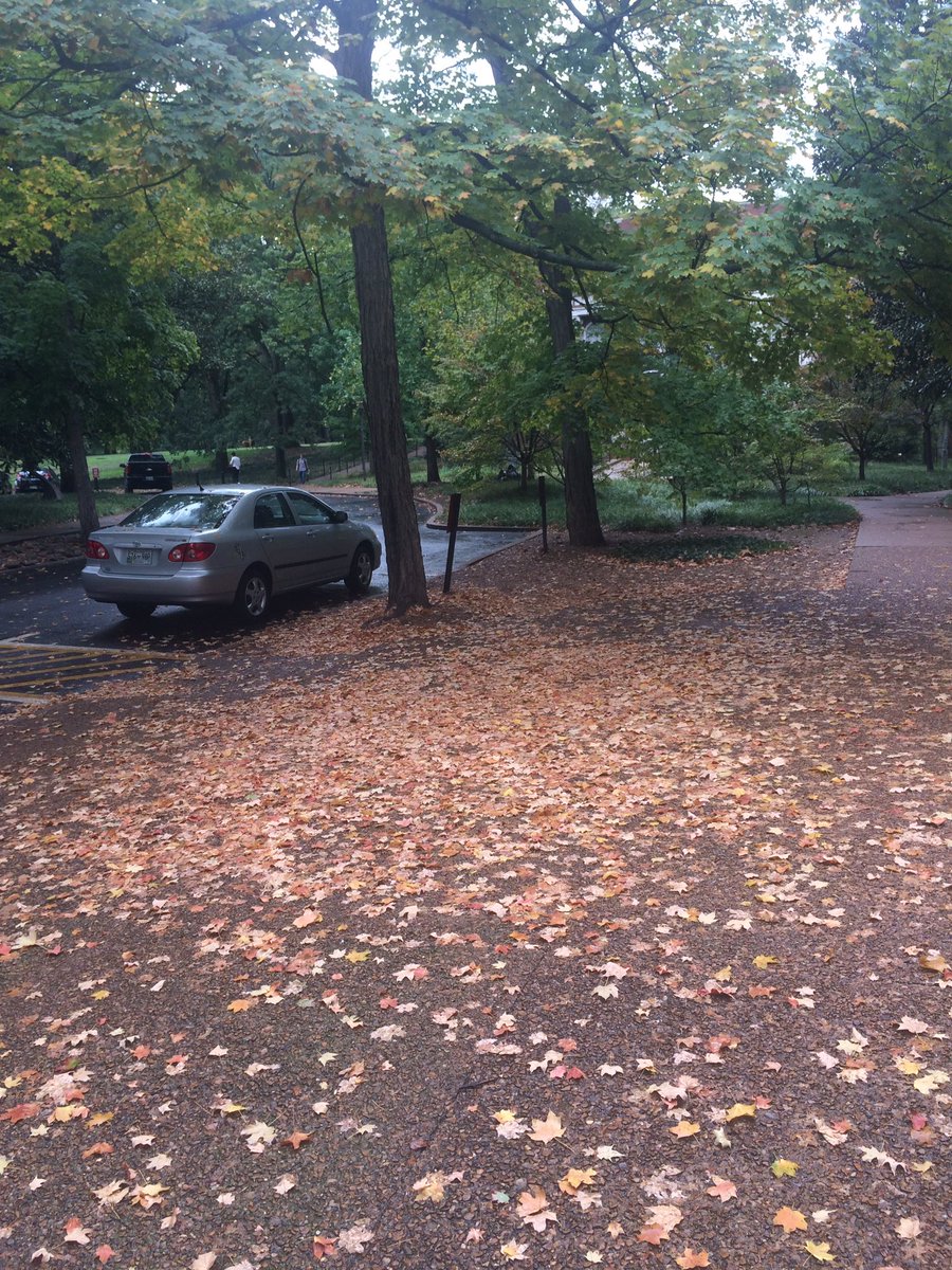 smalone_SCED's tweet image. Why do some leaves fall before others? Could students give the &quot;life cycle&quot; of a leaf? #scilit2016