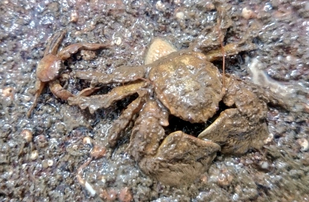 Both species of British porcelain crabs hanging out under 1 rock. Long-clawed left and broad-clawed right. <a href="/thembauk/">MBA - Marine Biological Association</a>