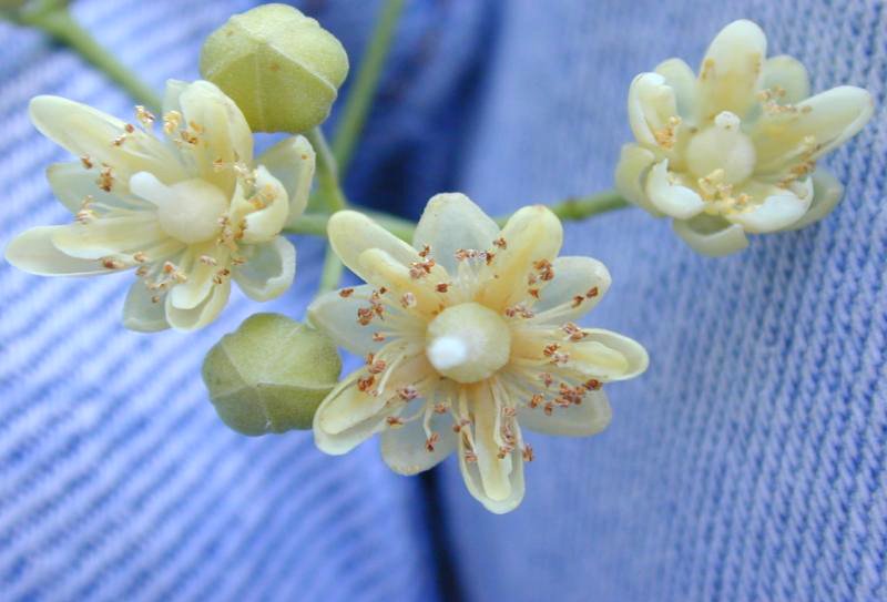 BeeRaw's tweet photo. On the #buzzblog today, we're shining the spotlight on New York #Basswood Honey https://t.co/6rEIFXBlL4 #linden #localhoney https://t.co/74AeZFpKOE