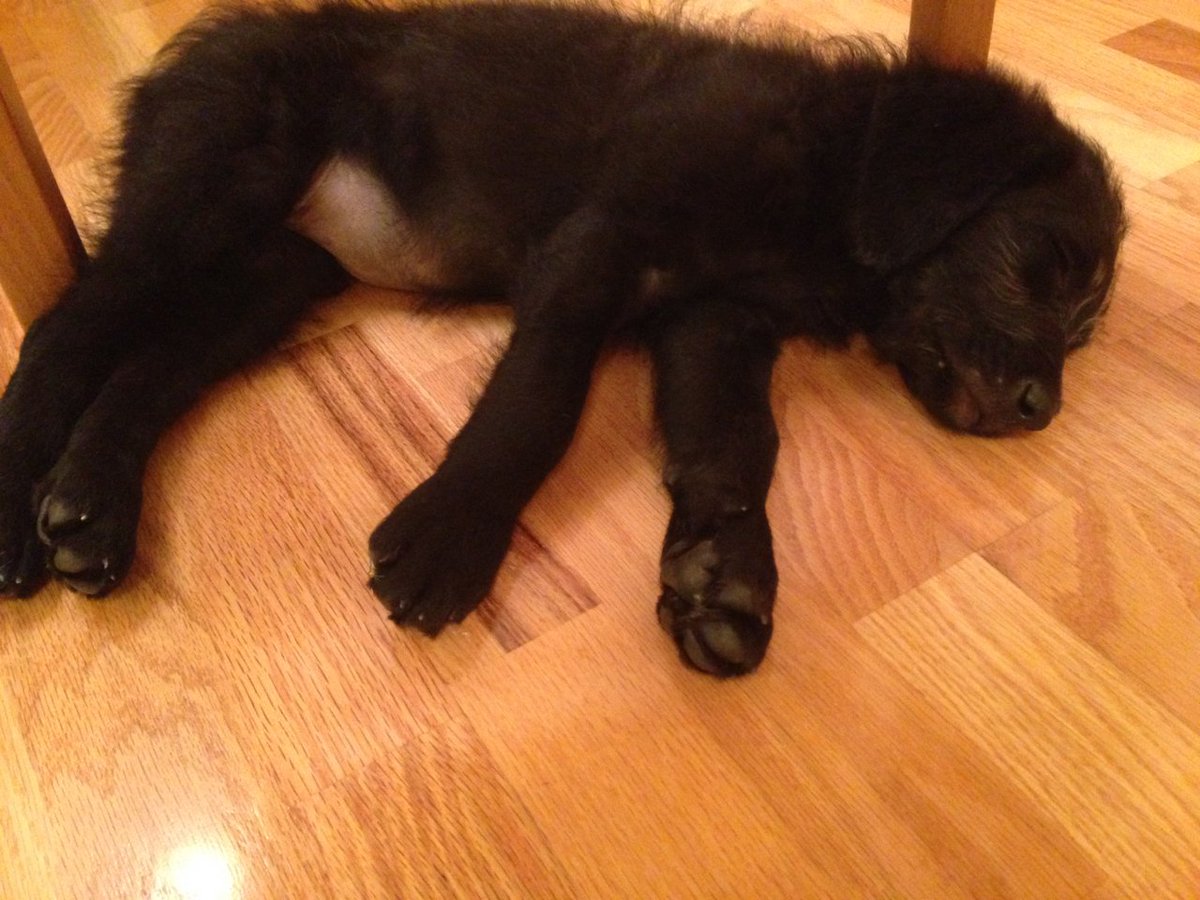 amberjkeyser's tweet photo. Inspired by @BlairBraverman here’s a  puppy pic. This little muppet is almost 2 years old. Best running buddy ever. #MakeAmericaFurryAgain https://t.co/BPPqqVRKmI