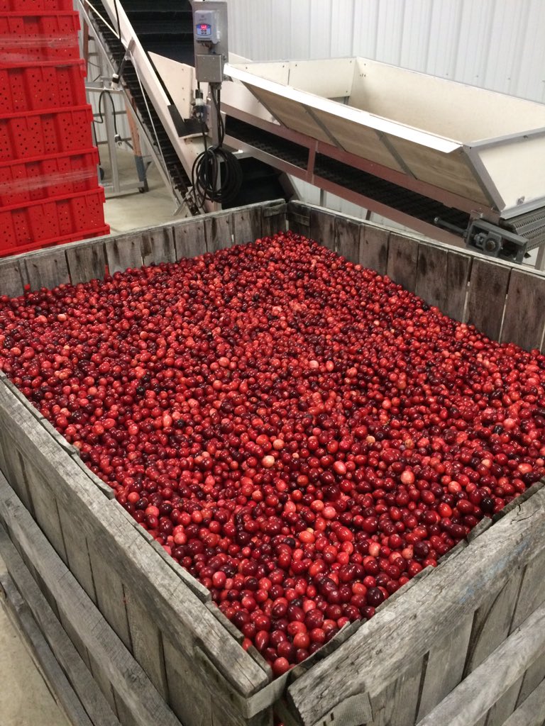 FarmhouseFruit's tweet photo. Cranberries are being dry harvested at Whalen Farms in Shamong #NJ #jerseyfresh #local https://t.co/ZT6yuz185P