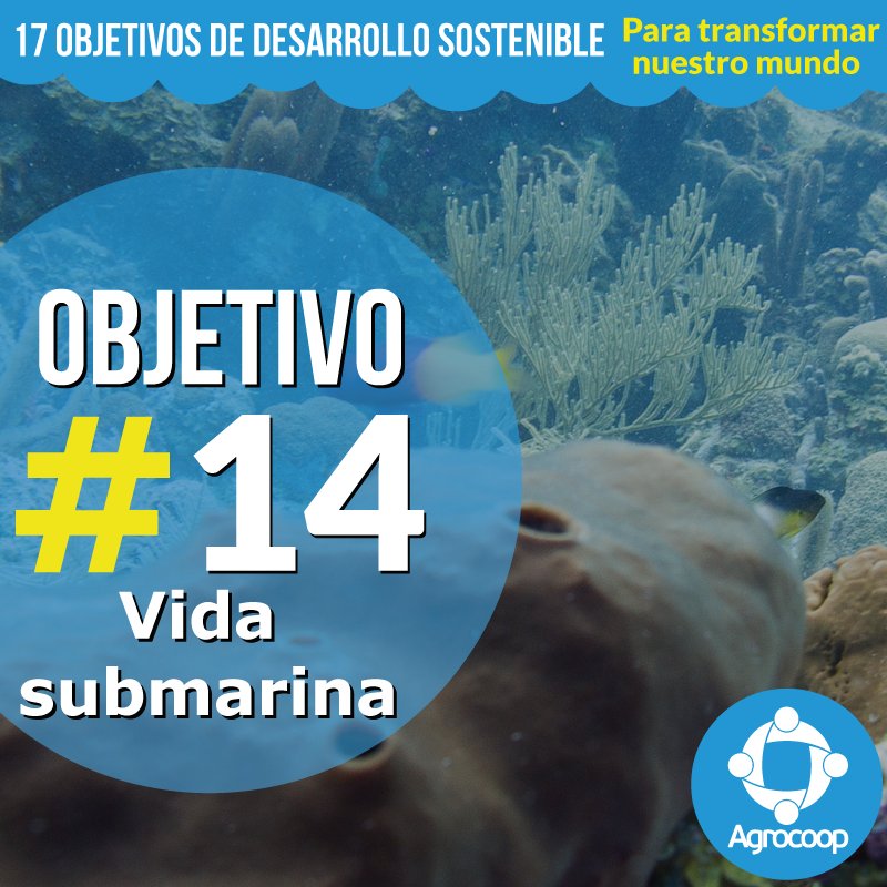 agrocoop_co's tweet photo. ¿Aun no conoces los 17 Objetivos de Desarrollo Sostenible?, ¡Conoce acerca de cada uno de ellos!. #DesarrolloSostenible https://t.co/aQydQo8BX0