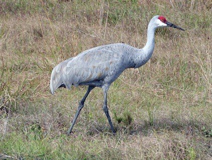 JasperCoTourism's tweet photo. Tis the season - sandhill crane season! https://t.co/mWKe8s8Lzt https://t.co/Ewd1u5ne5E