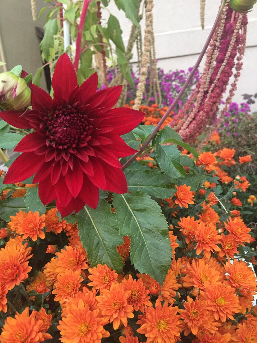 LarkspurBotanic's tweet photo. Dahlia boom in our garden. Fab fall colors #njflorist #gardening https://t.co/0mEbqSOhnI