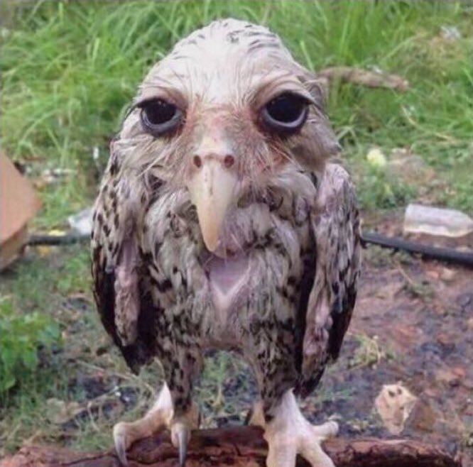 امل⚜️ tweet media