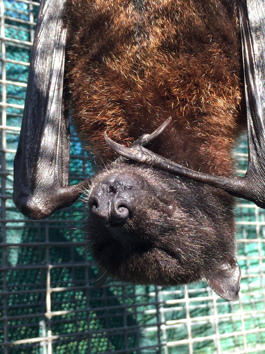 BatConservancy's tweet photo. Resting up for all the hoopla that's coming on Saturday #batfest2016 #variableflyingfox https://t.co/sxlX1cXzqB