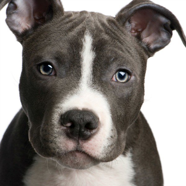 fordogtrainers's tweet photo. #NationalPitBullAwarenessDay is coming. All #Pittbulls owners, share your pet's photos. Let's change stereotypes about Pit bulls #NPBAD https://t.co/x3mdmDLXPh