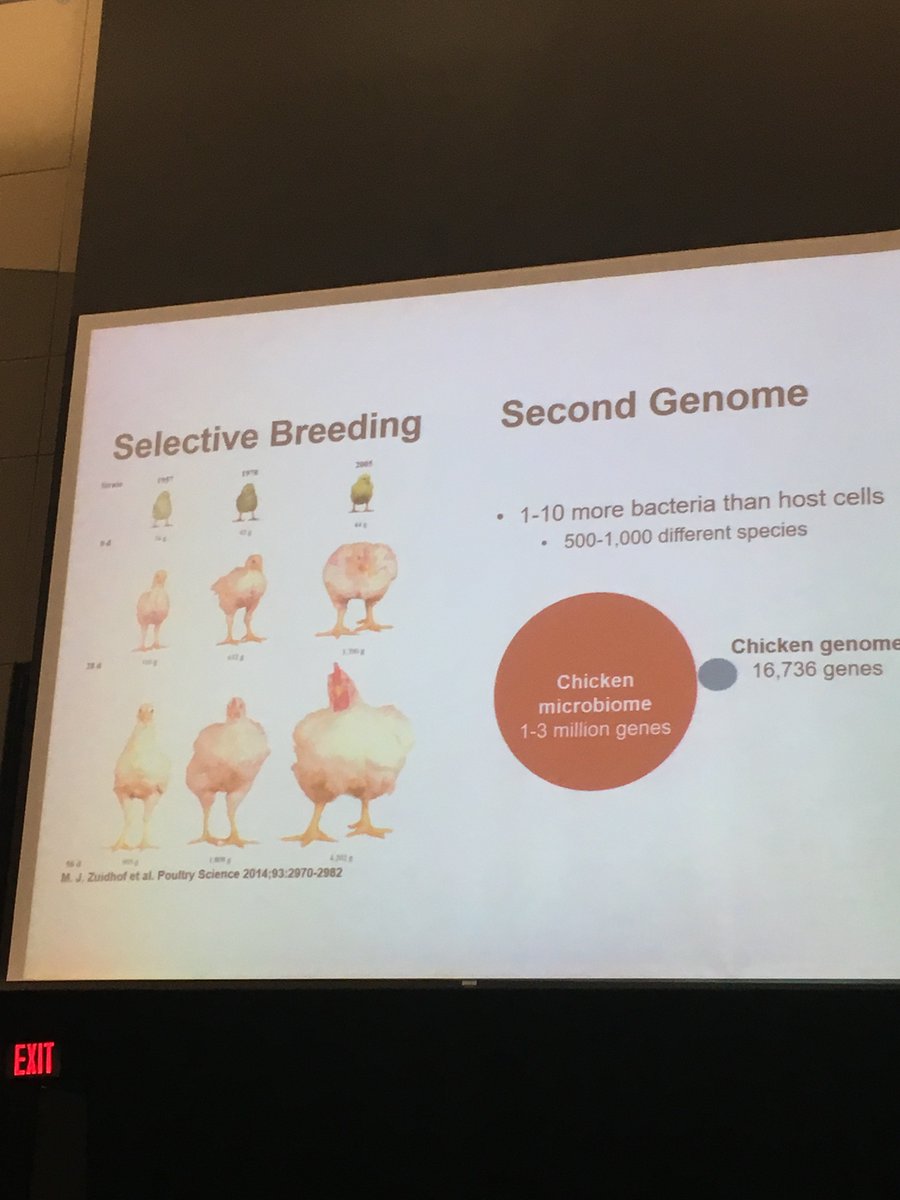 @kocilab - chickens now 4x bigger than 50 yrs ago due to genetics - future gains to come from #microbiome research #NCStateStewards