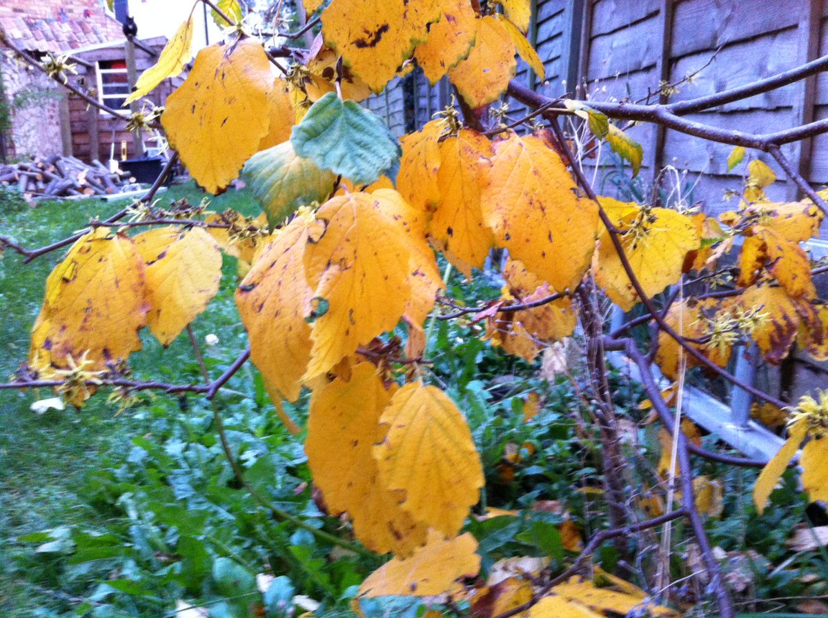 TommyTwilson's tweet photo. Trees normally grown for flowers but check out the Autumn colour in my garden!Lagerstroemia indica Rosea and Hamamelis x int. Arnold Promise https://t.co/dr8ls0yo08