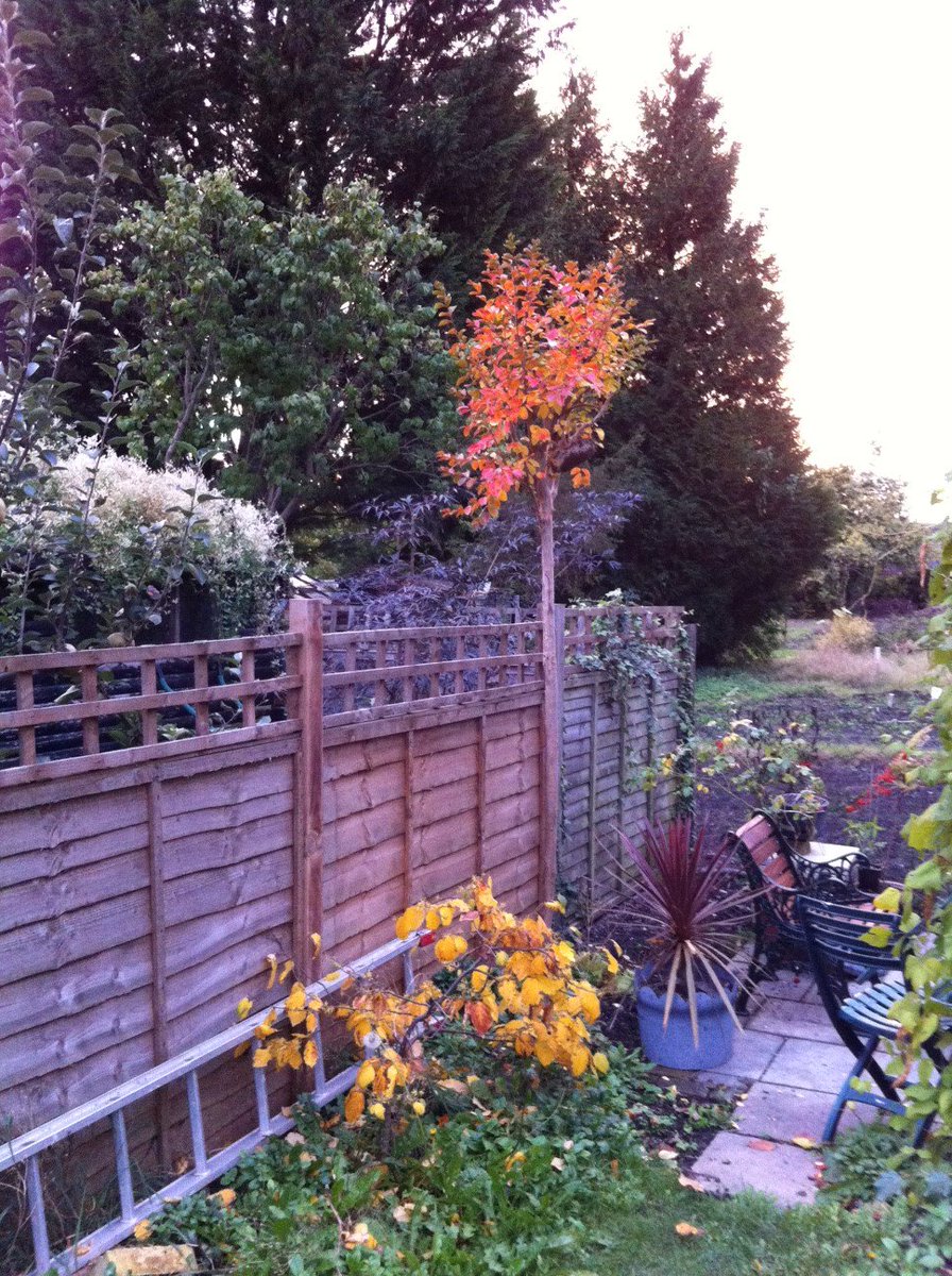 TommyTwilson's tweet photo. Trees normally grown for flowers but check out the Autumn colour in my garden!Lagerstroemia indica Rosea and Hamamelis x int. Arnold Promise https://t.co/dr8ls0yo08