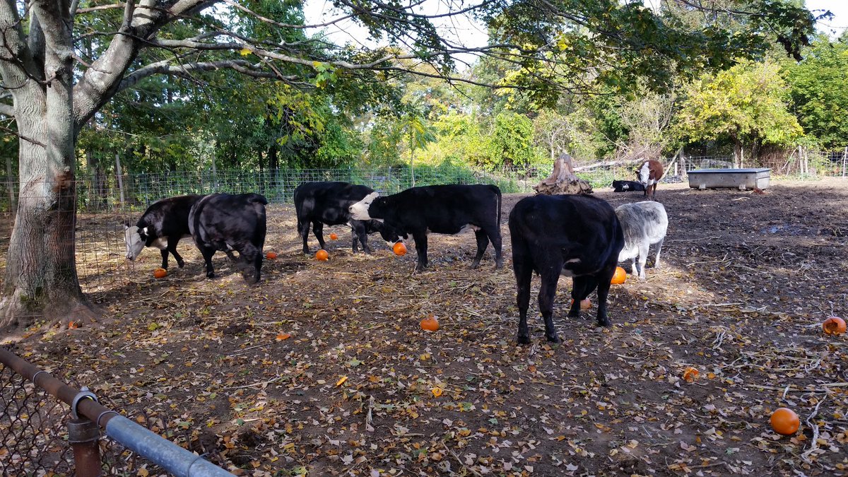 Mrs. Boyle class put the cows in pumpkin heaven! ! !